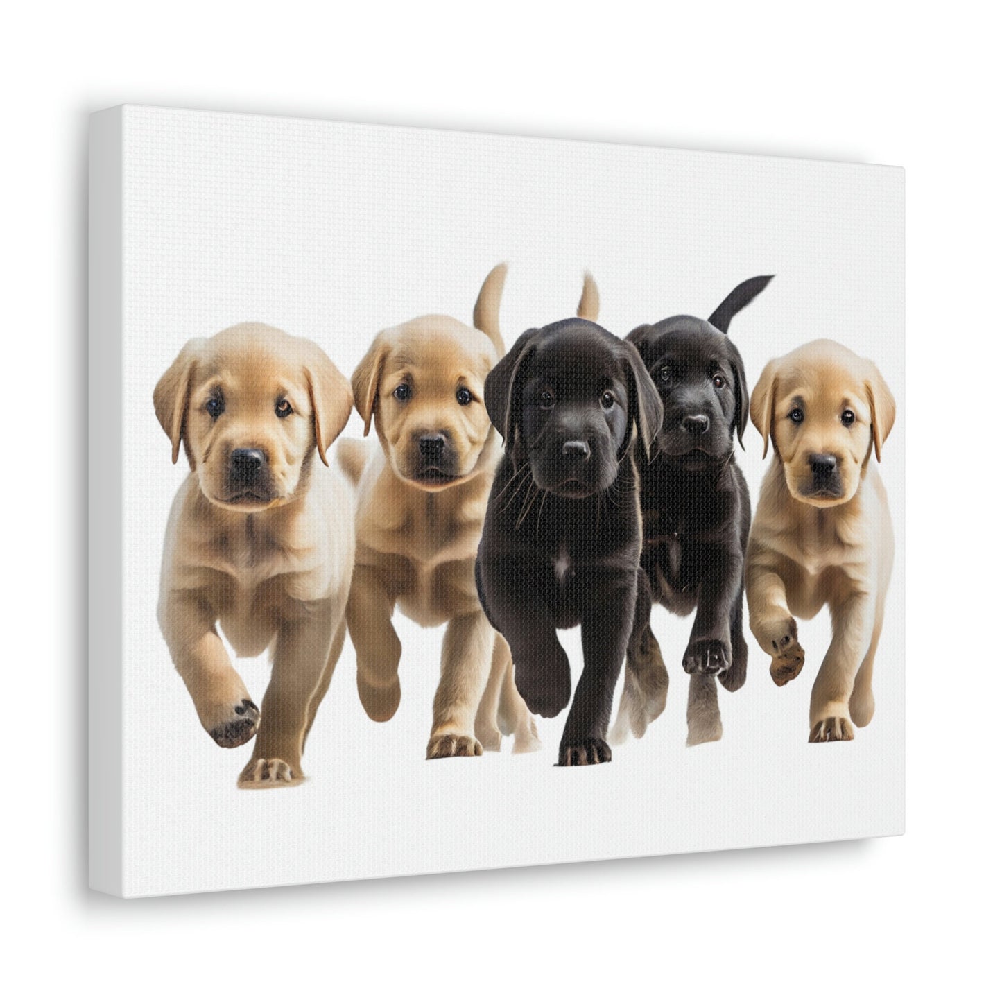 Labrador Puppies | Canvas Gallery Wrap