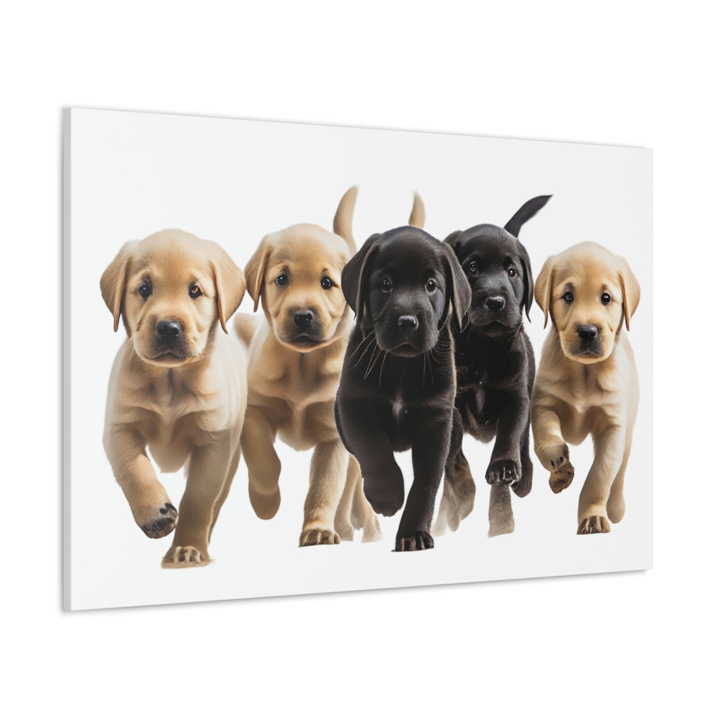 Labrador Puppies | Canvas Gallery Wrap