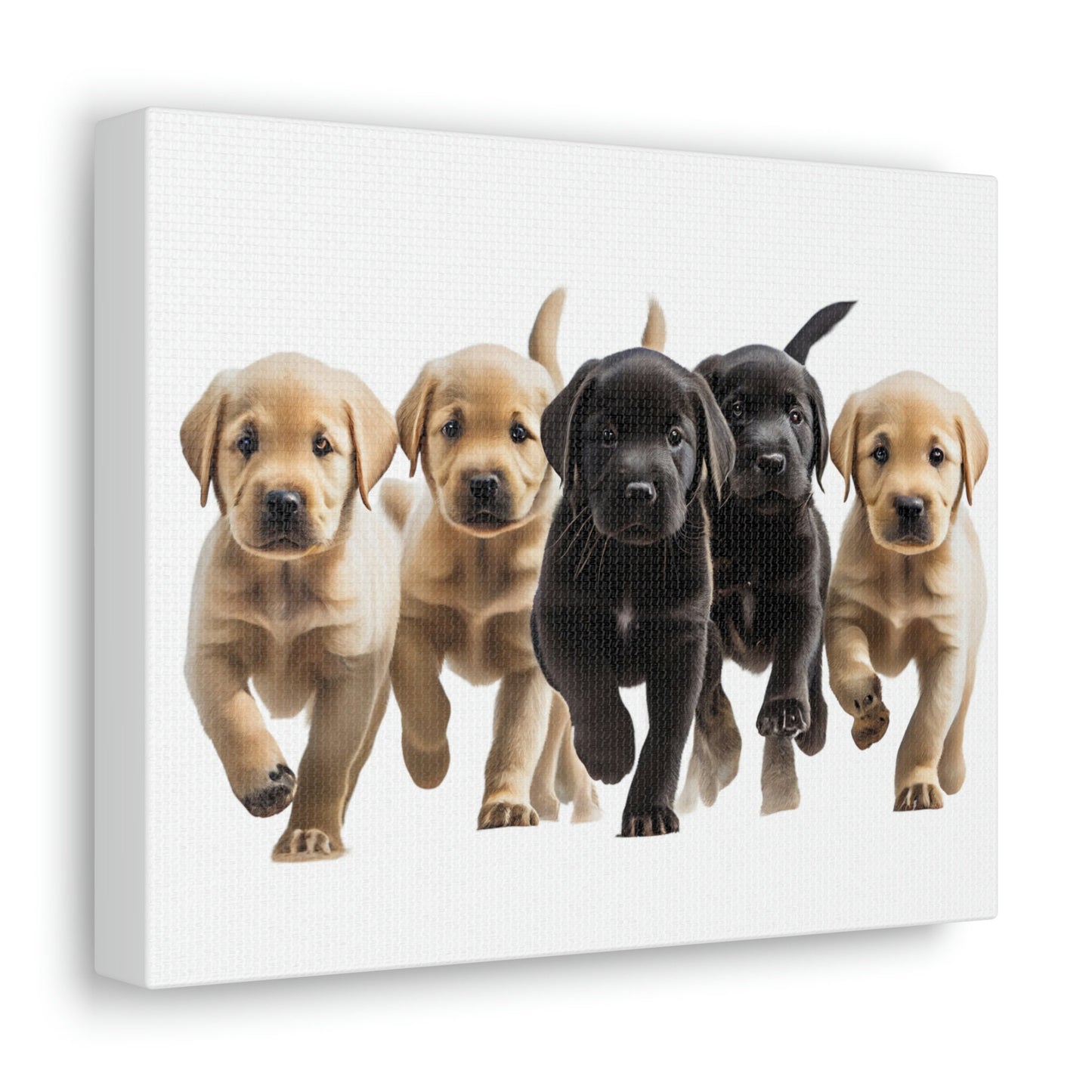 Labrador Puppies | Canvas Gallery Wrap