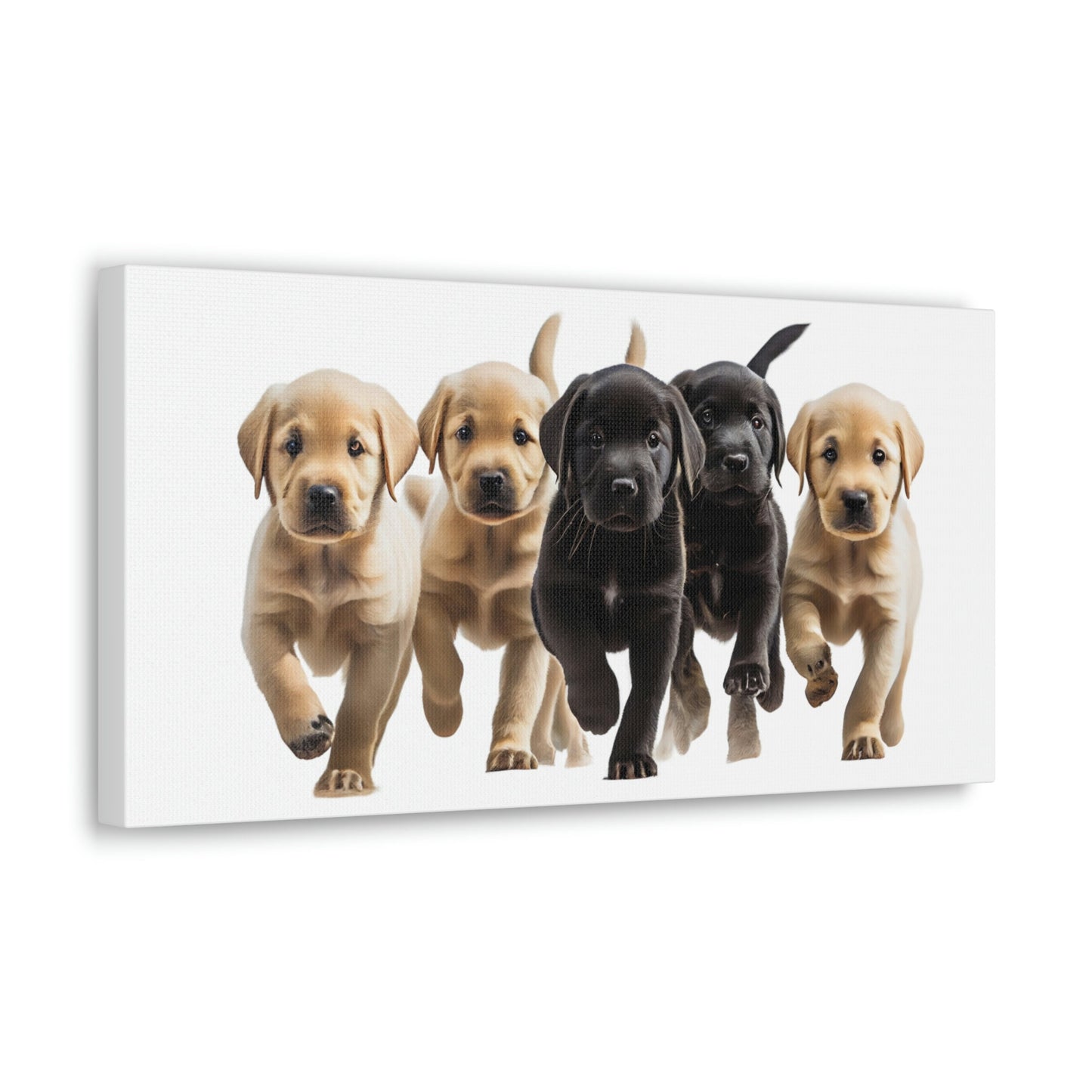 Labrador Puppies | Canvas Gallery Wrap