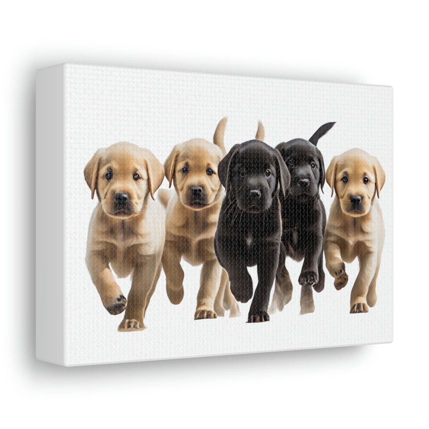 Labrador Puppies | Canvas Gallery Wrap