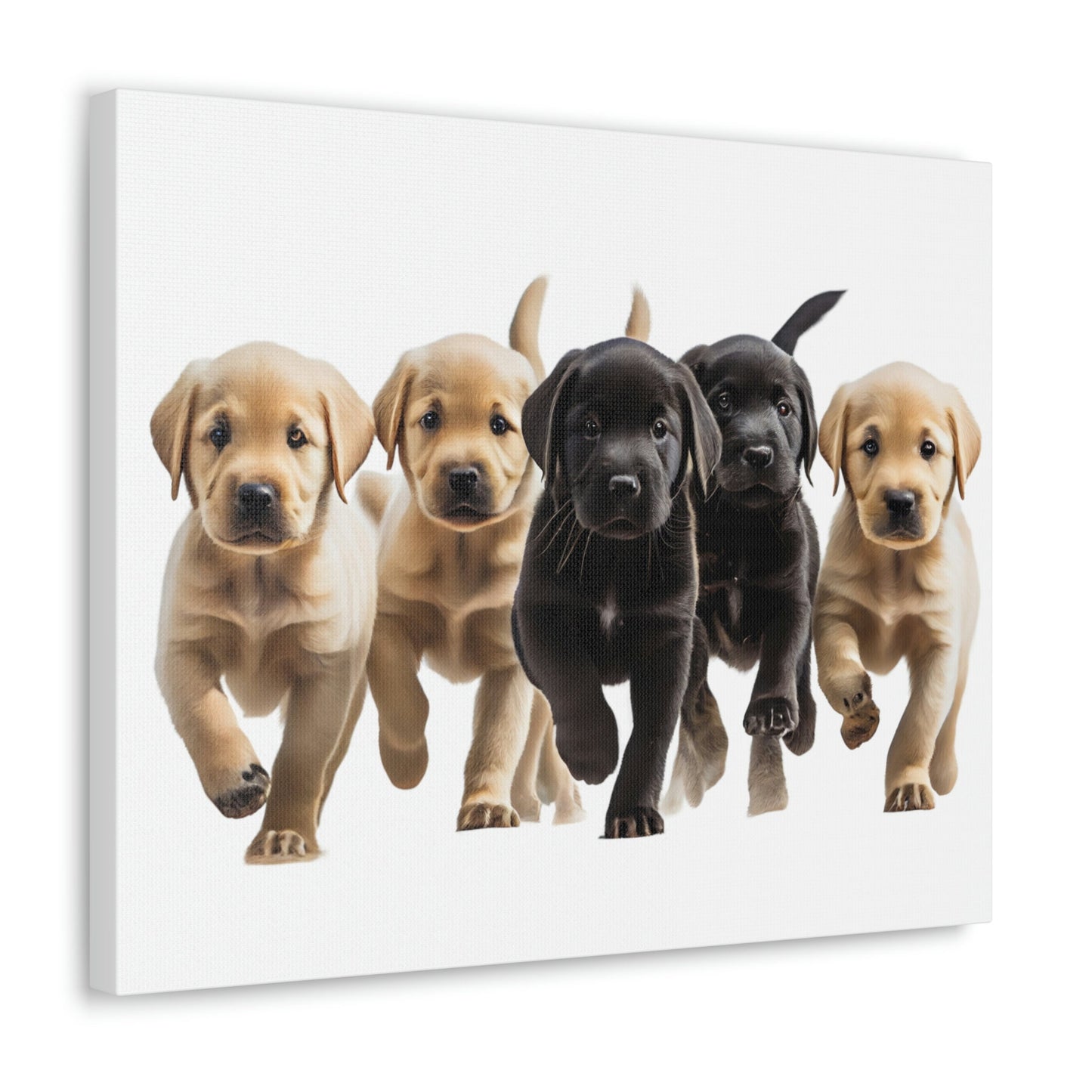 Labrador Puppies | Canvas Gallery Wrap